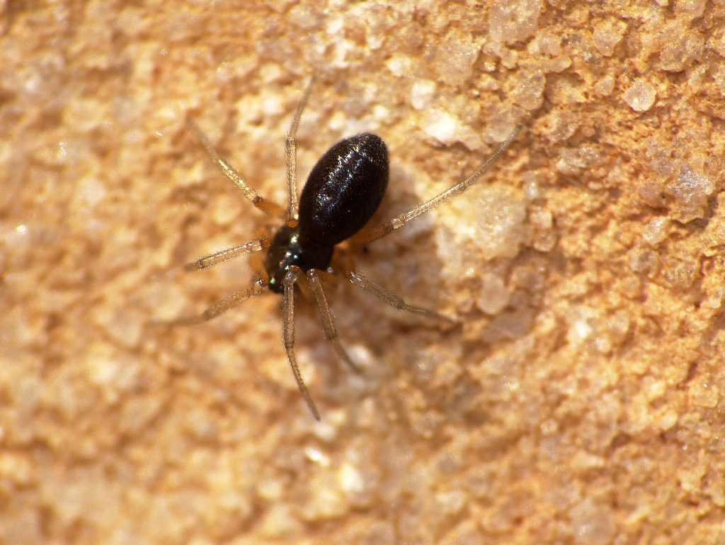 Linyphiidae? - Tolfa (RM)